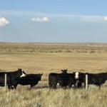 Cattle by the Tatanka Run custom home development