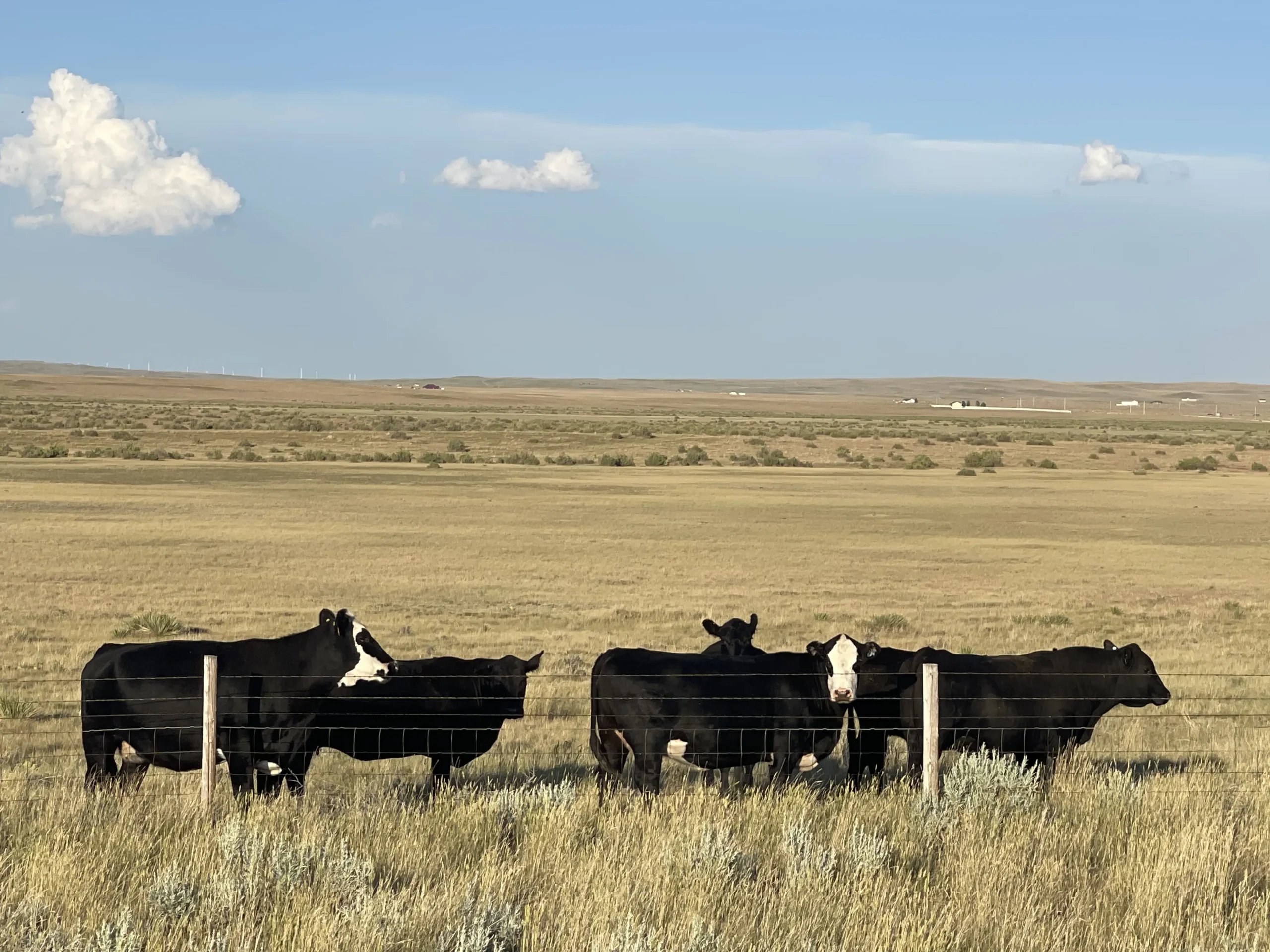 Cattle by the Tatanka Run custom home development