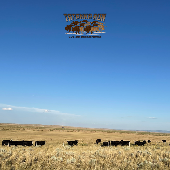 Cows in a field in Casper WY 550x550 Photo of cows in a field in Casper WY