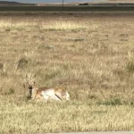 Image of Pronghorn in Casper Wyoming