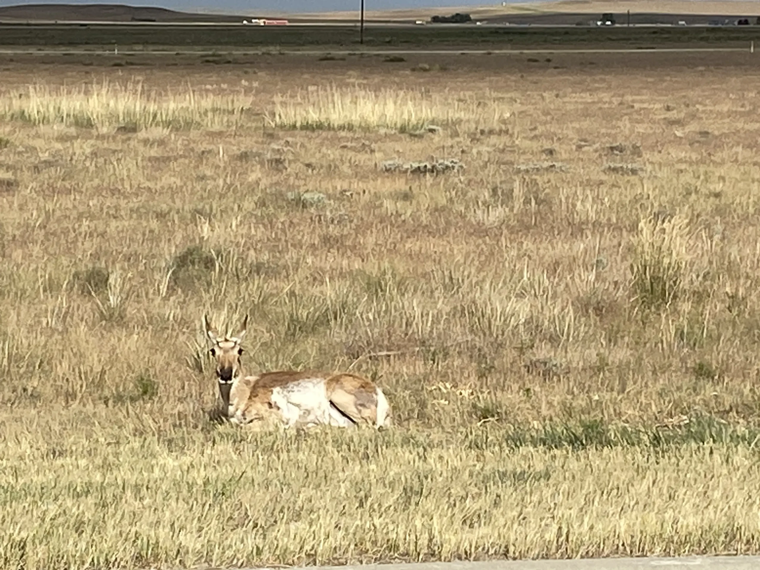 Image of Pronghorn in Casper Wyoming